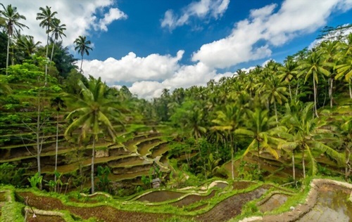 Bali Destination Special – Eating Clean in Ubud